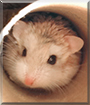 Romeo the Dwarf Hamster