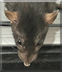 Dalla the Fancy Rat