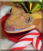 Red Velvet the Crested Gecko