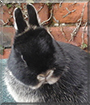 Levi the Netherland Dwarf Rabbit