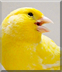 Fifi the Canary