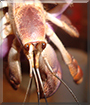 Bubble the Hermit Crab