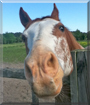 Boomer the Paint Horse
