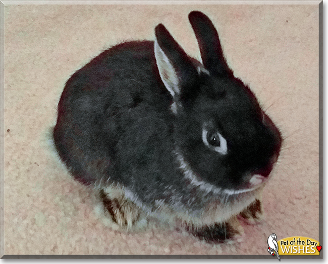 Wishes the Netherland Dwarf Rabbit, the Pet of the Day