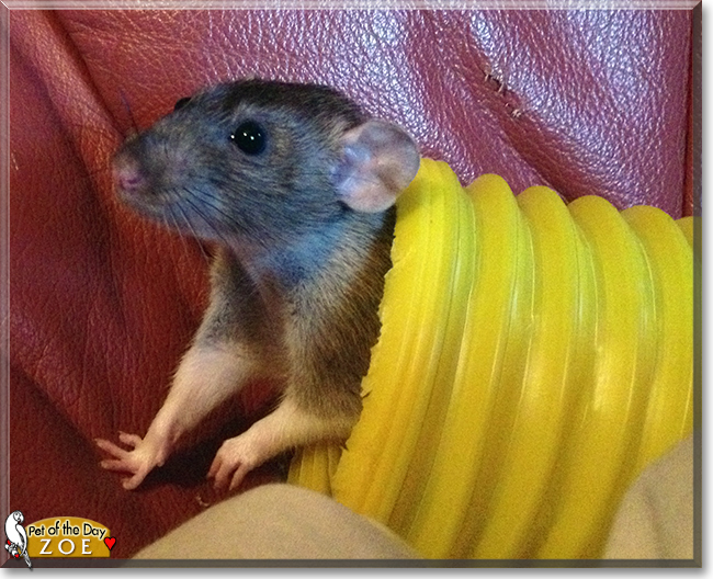Zoe the Dumbo Rat, the Pet of the Day