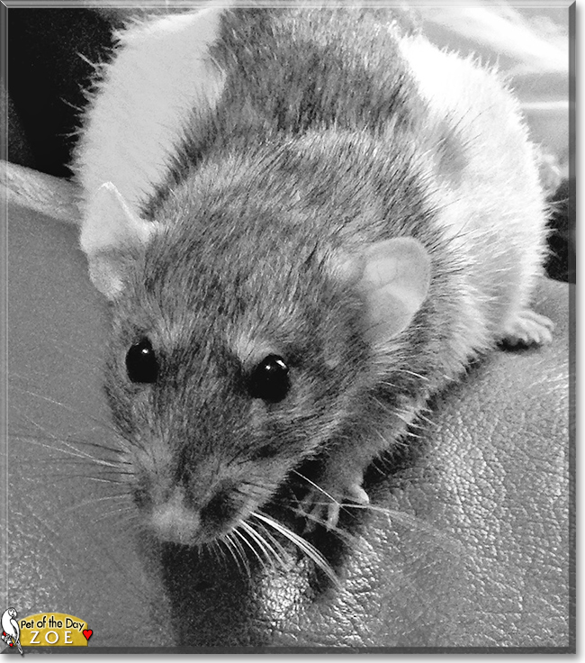 Zoe the Dumbo Rat, the Pet of the Day