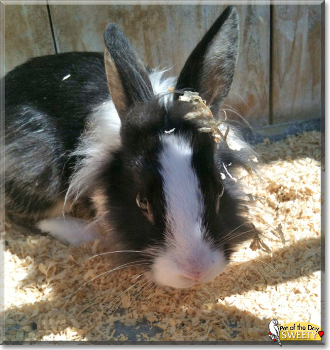 Sweety the Lionhead mix Rabbit, the Pet of the Day