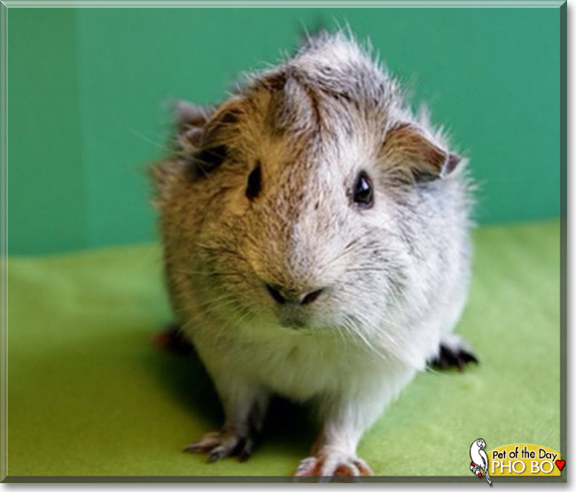 Pho Bo the Abyssinian Guinea Pig, the Pet of the Day
