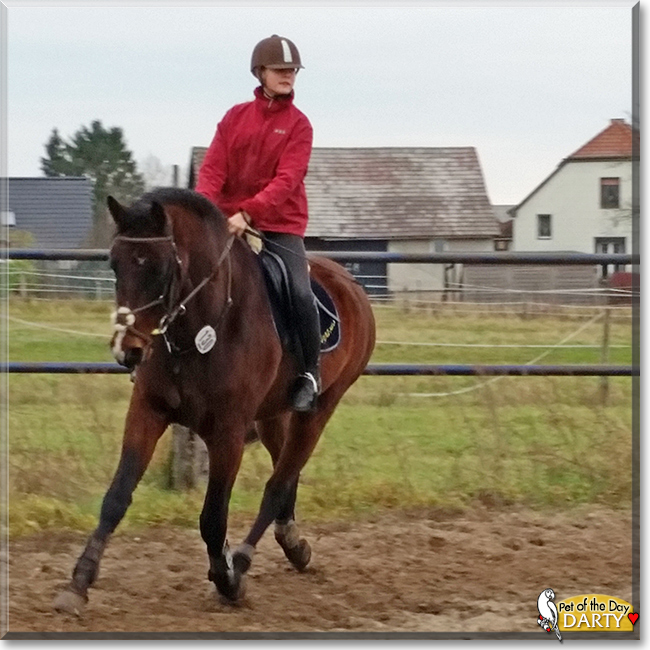 Darty the Warmblood Horse, the Pet of the Day