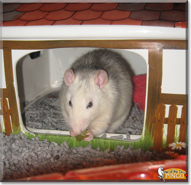 Pingu the Husky Rat, the Pet of the Day