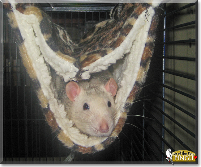 Pingu the Husky Rat, the Pet of the Day