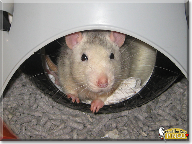 Pingu the Husky Rat, the Pet of the Day