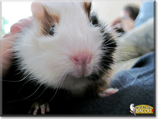 Balou the Guinea Pig, the Pet of the Day