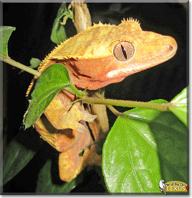 Lexus the Crested Gecko, the Pet of the Day