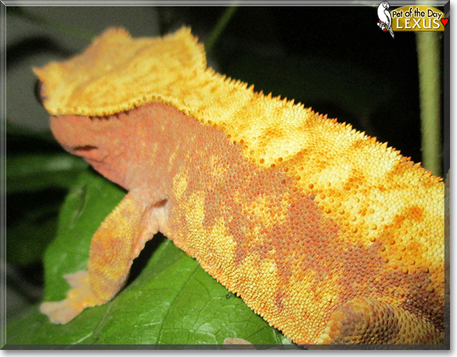 Lexus the Crested Gecko, the Pet of the Day