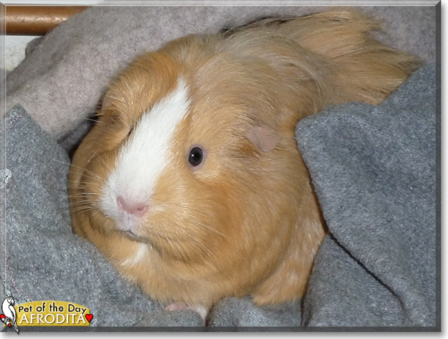Afrodita the Guinea Pig, the Pet of the Day