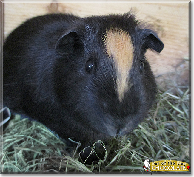 Chocolate the Guinea Pig, the Pet of the Day