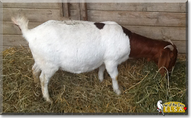 Elsa the Boer/Dairy Goat, the Pet of the Day