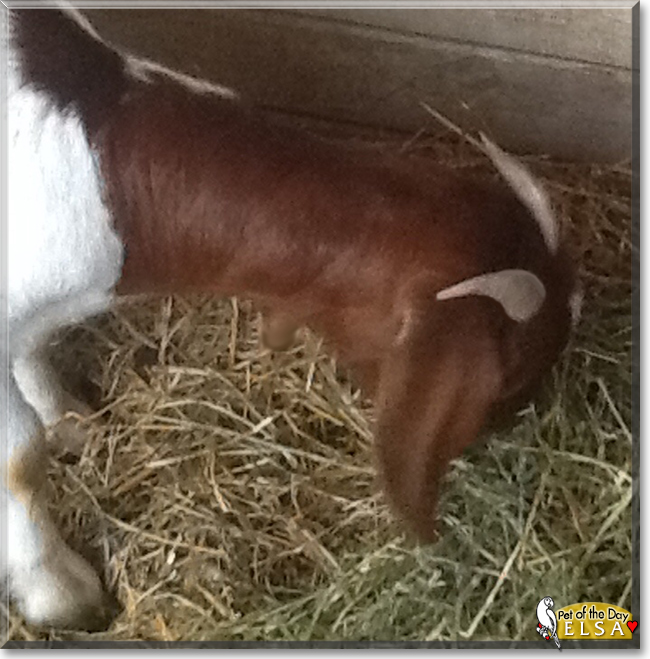 Elsa the Boer/Dairy Goat, the Pet of the Day