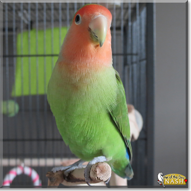 Nash the Peachfaced Lovebird, the Pet of the Day