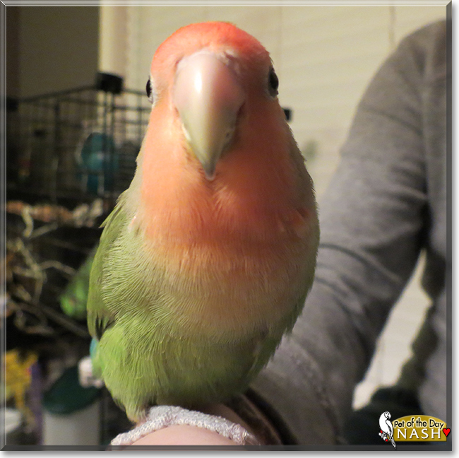 Nash the Peachfaced Lovebird, the Pet of the Day