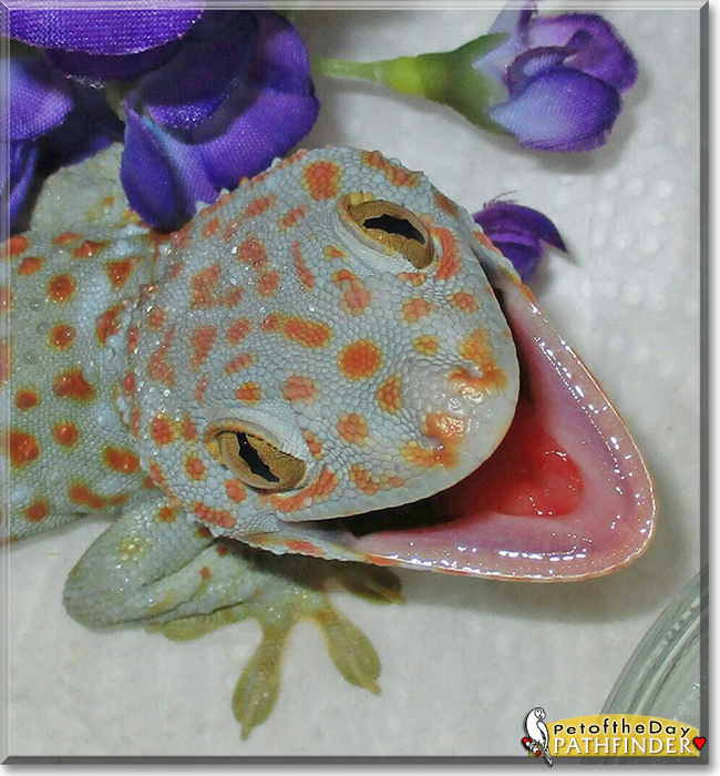Pathfinder the Tokay Gecko, the Pet of the Day