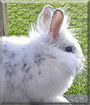 Schnuffel the Lionhead mix Rabbit