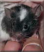 Midna the Fancy Mouse