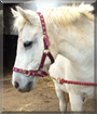 Flipper the Connamara/Welsh pony cross