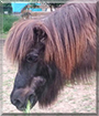 Stormur the Icelandic Horse
