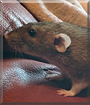 Zoe the Dumbo Rat