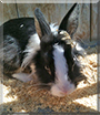 Sweety the Lionhead mix Rabbit