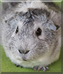 Pho Bo the Abyssinian Guinea Pig