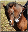 Darty the Warmblood Horse