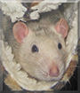 Pingu the Husky Rat