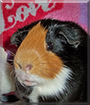 Freemont the Shorthair Guinea Pig