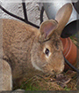 Jack the Rabbit