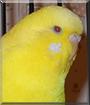 Sunny the Parakeet