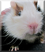 Balou the Guinea Pig