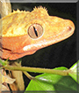 Lexus the Crested Gecko