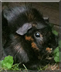 Falada the Rosette Guinea Pig