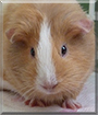 Afrodita the Guinea Pig