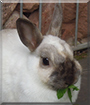 Snowflake the Rabbit