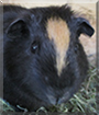 Chocolate the Guinea Pig