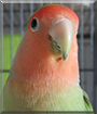 Nash the Peachfaced Lovebird