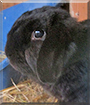 Ernst the Dwarf Lop Rabbit
