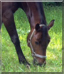 Cosma the Bay Horse