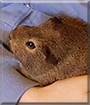 Noodle the Agouti Guinea Pig