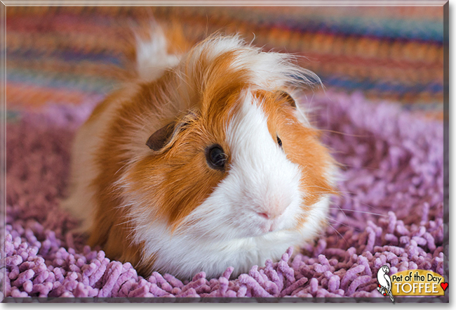 Toffee the Guinea Pig, the Pet of the Day Toffee the Guinea Pig, the Pet of the Day