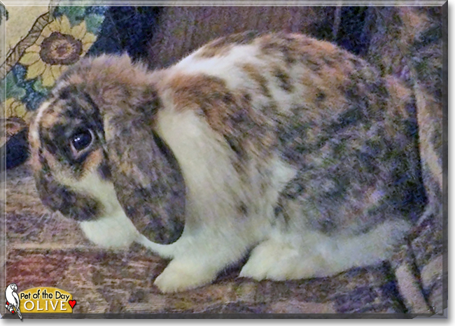Olive the Holland Lop Mix Rabbit, the Pet of the Day